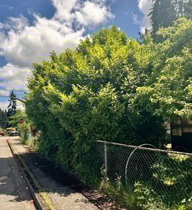 Overgrown tree on top of fence to be trimmed in Mill Creek Washington