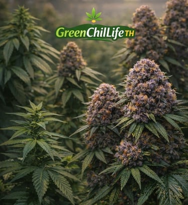 bunjanga cannabis premium flower thailand terpene rich buds curated strain high quality indoor grown weed