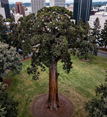 A high-altitude wide shot of a majestic Giant Sequoia towering over a city park in Eugene, Oregon. The dark slate bark and deep green canopy dominate the composition. Soft sage green grass and smaller oak trees frame the giant. Professional drone photography.
