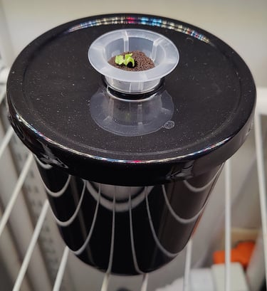 Day 6 of Buttercrunch Lettuce Seed Germination