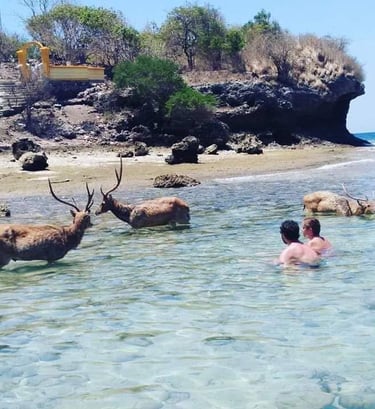 a man in a bodysuit is swimming in the ocean watching the deer taking shower at menjangan island