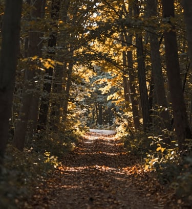 A professional high-resolution photograph of a tranquil forest path, with golden light filtering through the canopy. The color palette features rich earthy tones like #6F5E52 and deep #362C27. Sophisticated and calm.