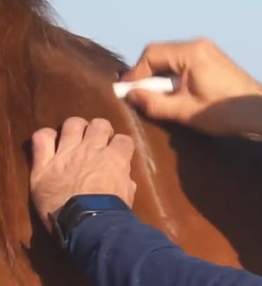 prise de mesures - saddle fitter