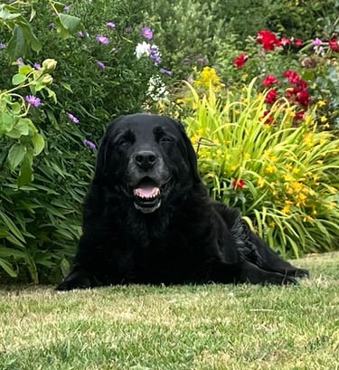 Looking after dogs, Dog Sitting in Risca, Rogerstone, Crosskeys, Highcross in South Wales, UK.