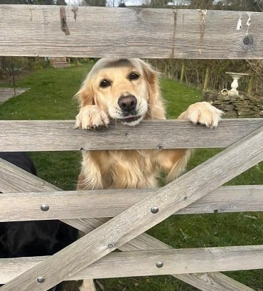 Looking after dogs -  Dog Sittiing, Risca, Newport, South Wales. UK.