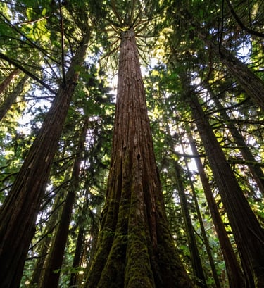 Low angle shot of majestic old-growth trees in a North American / US woodland, sunlight breaking through the canopy, vibrant mossy green and bark brown tones, immersive atmosphere.