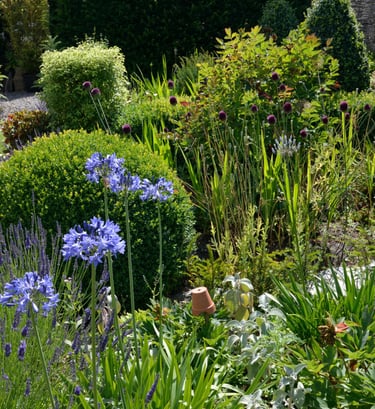A close-up of a flower bed with mixed plants and a neatly rounded trimmed bush showcasing Hedgie Wil