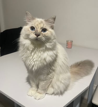 Va Naya des Dolls de Mitilo