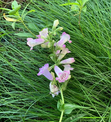 flowers in Fallbrook