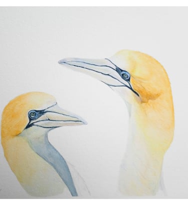 The Love in Your Eyes, a pair of Gannets