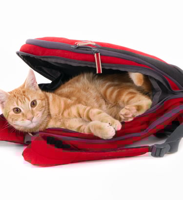 conseils preventifs adoption demenagement