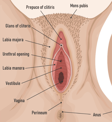 image of different parts of the vagina