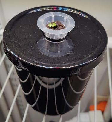 Day 6 of Buttercrunch Lettuce Seed Germination