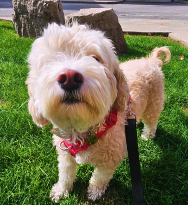 private dog walk on leash in riverside