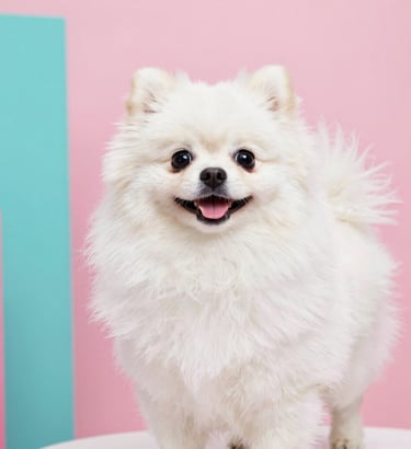 Un perro Pomerania blanco y esponjoso sonriendo contra un fondo rosa y verde azulado.