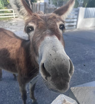 Donkeys of Grand Turk