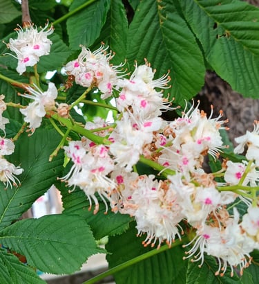 white chestnut laura cotting