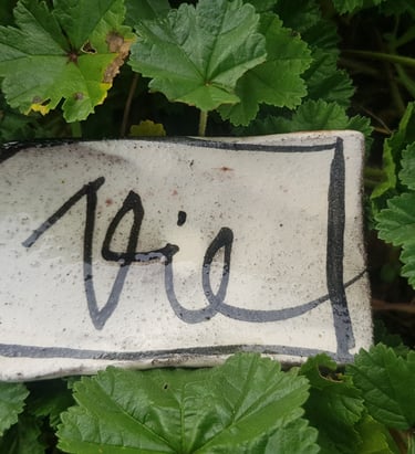 le mot VIE illustré dans un décor naturel symbolisant les pratiques respectueuses de l'environnement