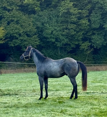 americain stallion quarter horse etalon blue roan