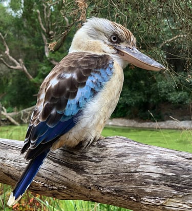 a kookaburra sitting on a tree branch in a park