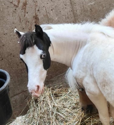 AMHA filly pouliche miniature américaine blu eyes