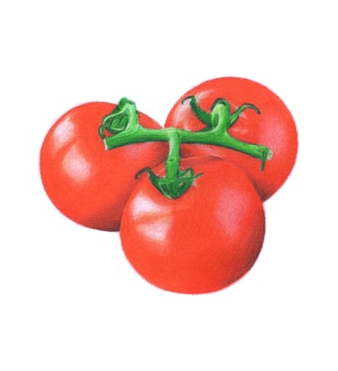 Tomato illustration