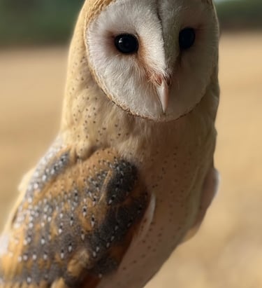 A beautiful female barn owl sits on a post in front of a field of wheat