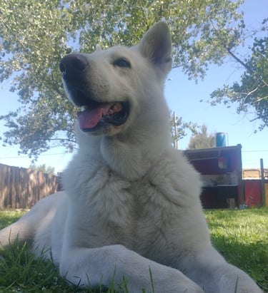 a dog laying on the grass in the yard