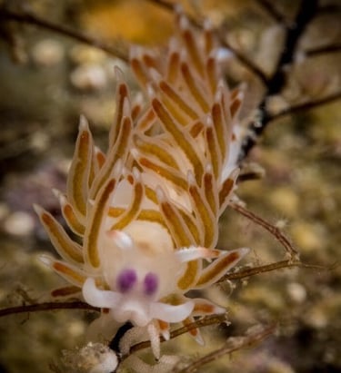 Nudibranch