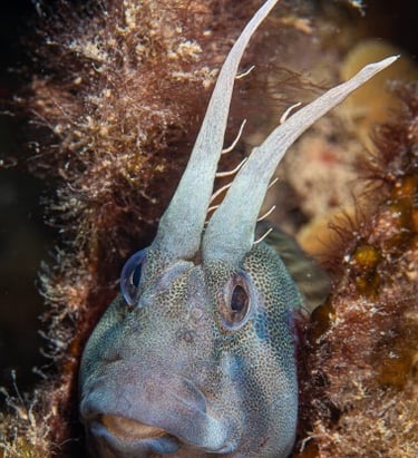 Goby Fish