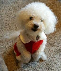 fluffy white maltipoo sitting 
