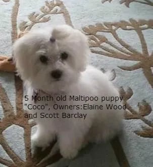 maltipoo-5-months-of-age
