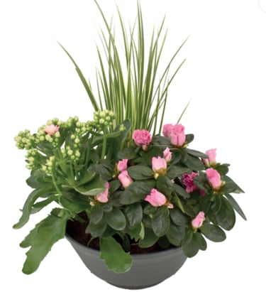 COMPOSITION 3 plantes exterieur, fleurs, 18 euros, tombe, livraison gratuite