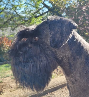 Tessie, femelle Schnauzer nain