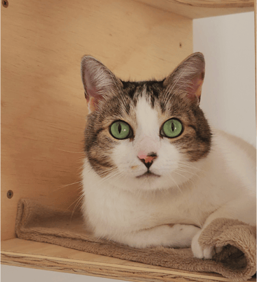 Um gato deitado em um nicho localizado em um quarto