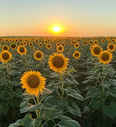 Field of sunflowers at sunset