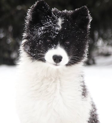Yakutian laika puppy