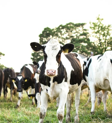 A herd of black and white Holstein dairy cows grazing in a lush green pasture at sunset.