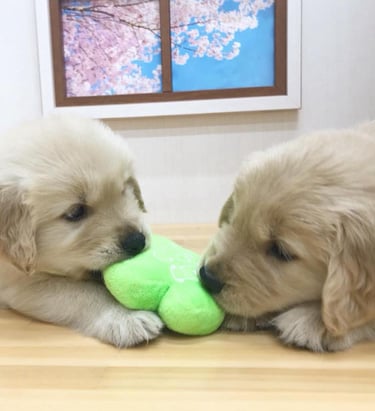 Golden retreiver