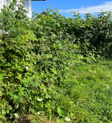 Blackberry bushes at the side of a house