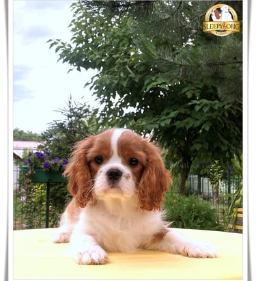 Little female puppy Cavalier King Charles Spaniel in Sleepysong Kennel