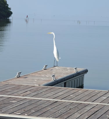 white herons in Cienaga Grande.