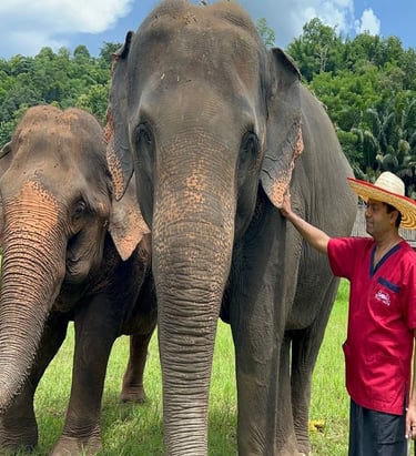 a man in a straw hat standing next to a couple of elephants