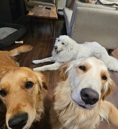 pet sitting for three dogs in leslieville 
