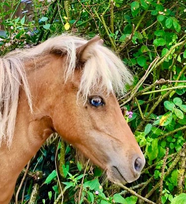 AMHA filly pouliche silver miniature américaine