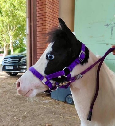 AMHA filly pouliche miniature américaine blue eyes
