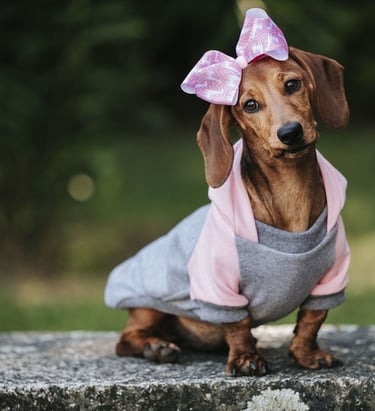 Un adorable perro salchicha miniatura al aire libre, con una sudadera con capucha rosa y gris.