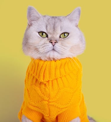 A grey British Shorthair cat wearing a cozy yellow knitted sweater against a solid yellow background.