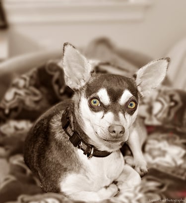 Chihuahua Rescue Dog tan and white- Sepia with color eyes