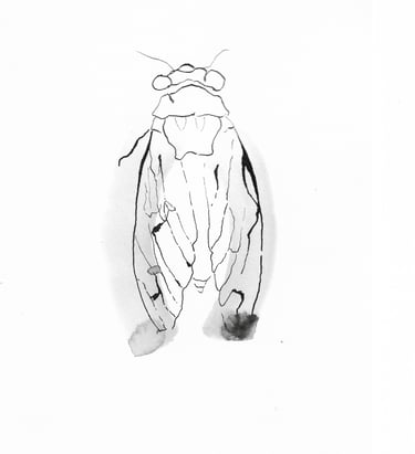 dessin à l'encre cigale Sète